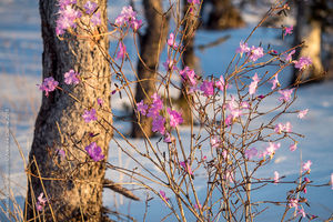 Потрясающие фотографии цветения багульника в марте!