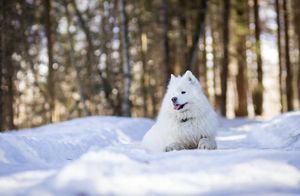 Видео: Собака, которая впервые видит снег
