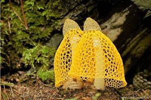 30 самых удивительных и красивых в мире грибов: фотографии и интересные факты!