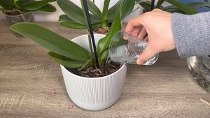 Правильный полив — залог здоровья орхидеи. Как нужно поливать, чтобы орхидея цвела и давала здоровые корни?