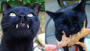 Кот с “зубами вампира” покорил женщину, которая спасла его.