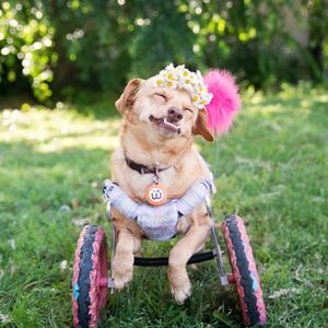 Собака в инвалидном кресле – эта история растопит ваше сердце.