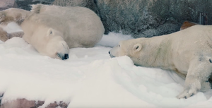 Этим белым медведям на Рождество подарили снег, и они сошли с ума. Смотрите видео и 4+ фото.