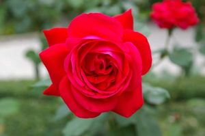 20 самых лучших красных чайно-гибридных роз для вашей дачи