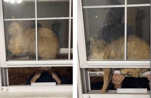 Видео: Хозяйка пытается вытащить кота, умудрившегося застрять между оконными рамами