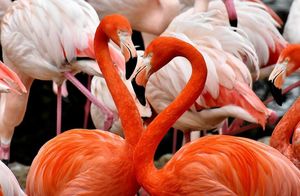 Красота в деталях: зачем фламинго делает «макияж»