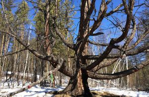 Можно ли сегодня в Якутии отыскать шаман-дерево