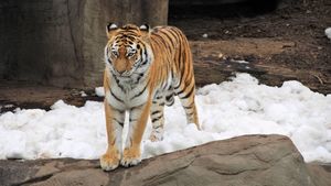 Гуляющего по дороге тигра заметили в Ленинградской области
