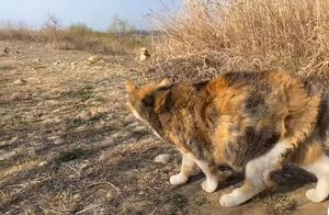 Видео: Реакция кошек, которые вдруг встретили игрушечного тигра во время прогулки