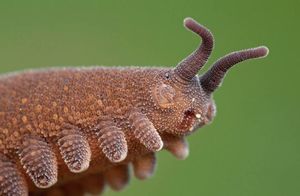 Видео: В чем секрет онихофоры — бархатного червя, который словно с другой планеты