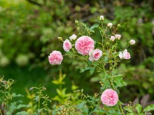 10 вопросов о розах Дэвида Остина