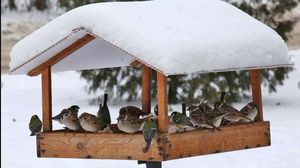 О деле кормления пташек зимой!