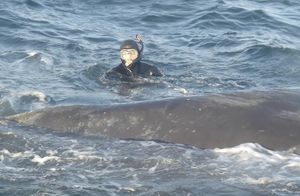 Видео: Дайвер спас кита, а тот необычайно трогательно его отблагодарил