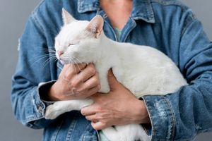 Информация для кошатников: что происходит с человеком, когда он гладит кота