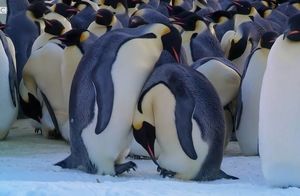 Насколько быстро пингвины должны передавать птенца друг другу, чтобы малыш не погиб