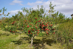 Проявится ли сортность яблони, если выращенный из семян саженец 5 лет подряд пересаживать?
