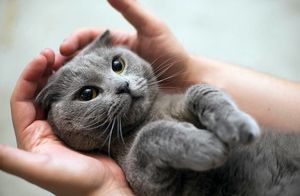 10 способов, которыми коты признаются в любви