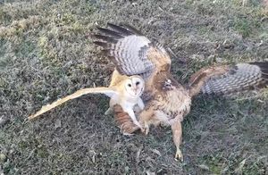 Видео: Ястреб напал на сову, но обе птицы, сцепившись, рухнули на землю