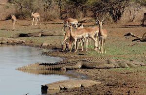 Видео: Безумные импалы пришли попить воды в окружении множества гигантских крокодилов