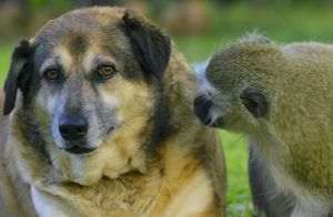 Видео: Как мартышка подчинила себе стаю агрессивных собак и стала их лучшим другом
