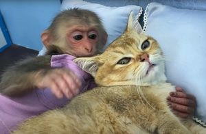 Забавное видео: Как обезьянка приютила котика, накормила его, напоила и спать уложила