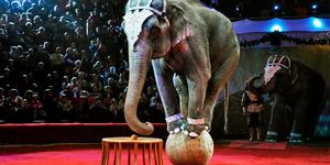 В государственных цирках Украины запретят представления с животными