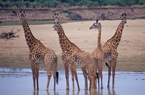 Неизвестные факты о жирафах: бегают быстрее лошади, имеют синий язык и дерутся шеями