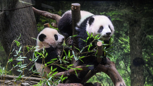Близнецов-детенышей панды представили публике в зоопарке Токио