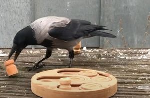 Видео: Дикая ворона каждый день прилетает в гости к женщине, чтобы поиграть с ней