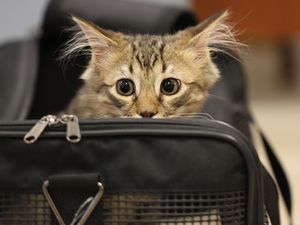 Кошка в сумке // Познаваемый Мир