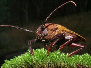Огромного таракана извлекли из уха новозеландца