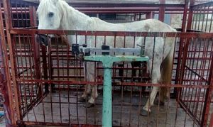 Девушка из Москвы спасает от смерти лошадей, отправленных на убой
