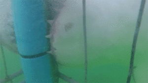Лучшее реальное видео из серии Нападение акулы на людей»