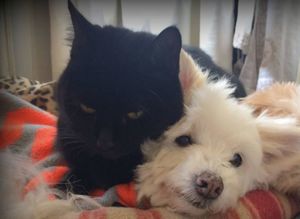 Черная кошка и пожилая собака – лучшие друзья!