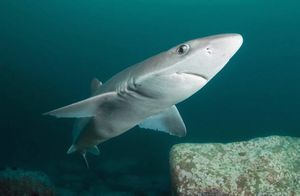 Видео: Стоит ли бояться акул, купаясь в Черном море