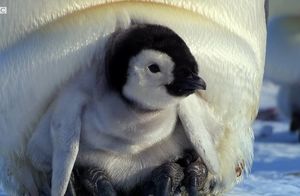 Видео: Почему родители-пингвины заставляют своих птенцов заводить друзей