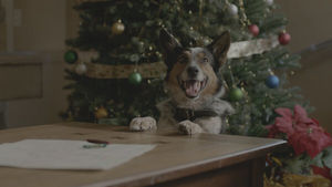 «Одни дома»: вольный ремейк классической комедии, где в роли Кевина сразу несколько говорящих собак