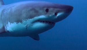 Ученые выявили связь между фазами Луны и частотой нападения акул
