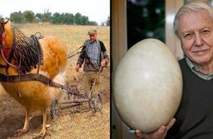 Видео: Самые гигантские яйца, и кто из них вылупляется
