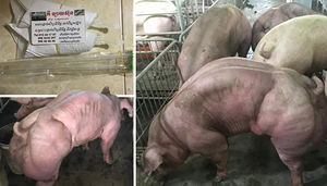 Свинохалки: В Камбодже выращивают свиней-мутантов, похожих на мускулистых качков