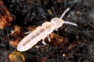 Белые червячки в земле комнатных растений: как избавиться от прозрачных червей