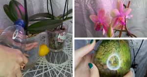 Стимулирующий полив для орхидей. Побалуйте свою орхидею, чтобы она нарастила жирные корни и выпустила цветы