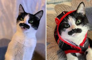 14 фото смешной и очаровательной кошки, у которой «двое усов»