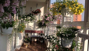 Балконные цветы: цветущие и декоративные растения для балкона