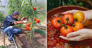 Сосед по даче Федор Михайлович открыл тайну: он следит за расстоянием между кустами помидоров, оттого урожай всё богаче с каждым годом