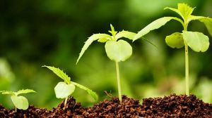 Стимуляторы и регуляторы роста для растений: рейтинг лучших
