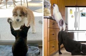 13 фото, которые показывают, что коты и собаки могут отлично уживаться друг с другом