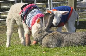 Видео: Как гигантская крольчиха стала мамой для осиротелых овечек