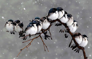 16 фото птиц, прижавшихся друг к другу, чтобы согреться, заставят таять ваше сердце!