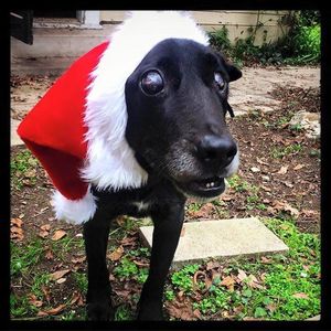 Этого больного пса хотели усыпить, но он встречает Рождество в любви и заботе.